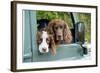 Springer Spaniel Dog and Field Spaniel-null-Framed Photographic Print