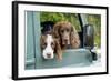 Springer Spaniel Dog and Field Spaniel-null-Framed Photographic Print