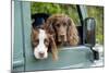 Springer Spaniel Dog and Field Spaniel-null-Mounted Photographic Print