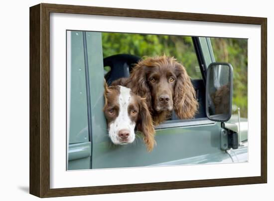 Springer Spaniel Dog and Field Spaniel-null-Framed Photographic Print