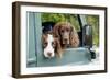 Springer Spaniel Dog and Field Spaniel-null-Framed Photographic Print