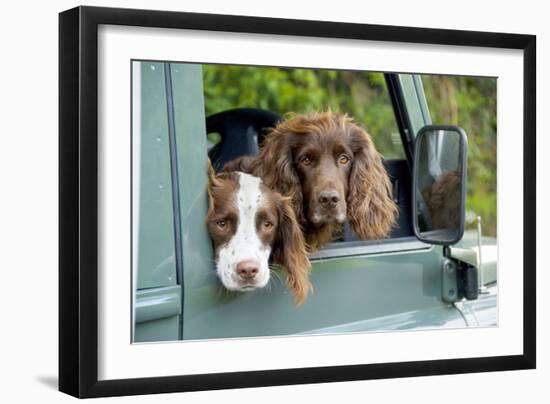 Springer Spaniel Dog and Field Spaniel-null-Framed Photographic Print