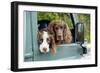 Springer Spaniel Dog and Field Spaniel-null-Framed Photographic Print