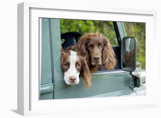 Springer Spaniel Dog and Field Spaniel-null-Framed Photographic Print