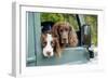 Springer Spaniel Dog and Field Spaniel-null-Framed Photographic Print