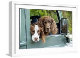 Springer Spaniel Dog and Field Spaniel-null-Framed Photographic Print