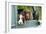 Springer Spaniel Dog and Field Spaniel-null-Framed Photographic Print