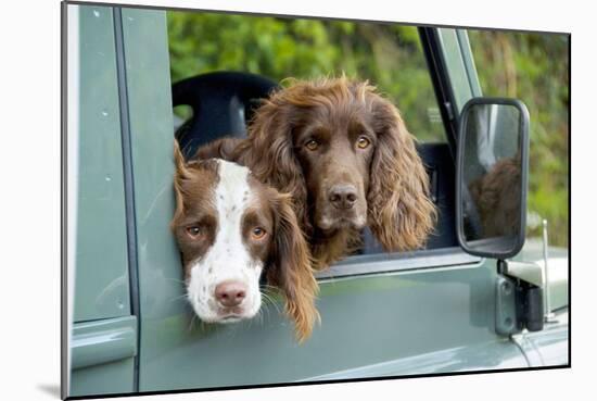 Springer Spaniel Dog and Field Spaniel-null-Mounted Photographic Print