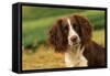 Springer Spaniel Dog Close-Up Head-null-Framed Stretched Canvas