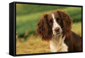 Springer Spaniel Dog Close-Up Head-null-Framed Stretched Canvas