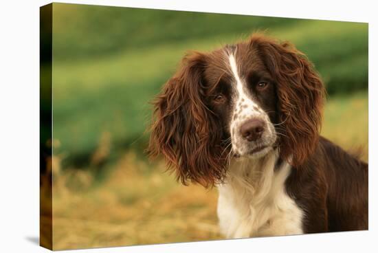 Springer Spaniel Dog Close-Up Head-null-Stretched Canvas