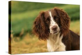 Springer Spaniel Dog Close-Up Head-null-Stretched Canvas