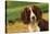 Springer Spaniel Dog Close-Up Head-null-Stretched Canvas