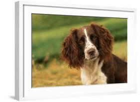 Springer Spaniel Dog Close-Up Head-null-Framed Photographic Print