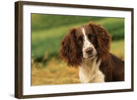 Springer Spaniel Dog Close-Up Head-null-Framed Photographic Print