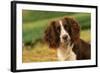 Springer Spaniel Dog Close-Up Head-null-Framed Photographic Print