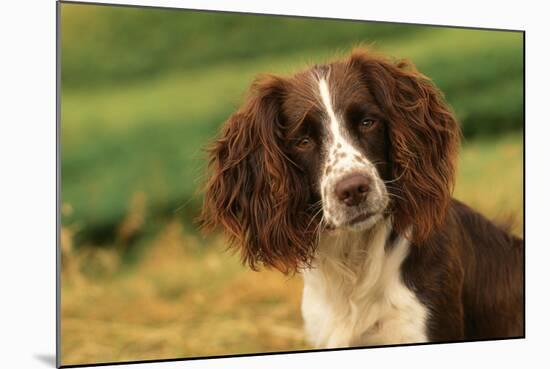Springer Spaniel Dog Close-Up Head-null-Mounted Photographic Print