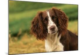 Springer Spaniel Dog Close-Up Head-null-Mounted Photographic Print
