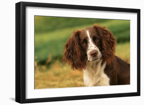 Springer Spaniel Dog Close-Up Head-null-Framed Photographic Print