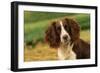 Springer Spaniel Dog Close-Up Head-null-Framed Photographic Print