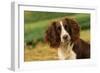 Springer Spaniel Dog Close-Up Head-null-Framed Photographic Print