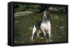 Springer Spaniel Dog in Water-null-Framed Stretched Canvas