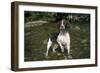 Springer Spaniel Dog in Water-null-Framed Photographic Print
