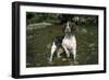 Springer Spaniel Dog in Water-null-Framed Photographic Print