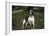 Springer Spaniel Dog in Water-null-Framed Photographic Print