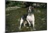 Springer Spaniel Dog in Water-null-Mounted Photographic Print