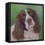 Springer Spaniel Fleck-Karie-Ann Cooper-Framed Stretched Canvas