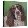 Springer Spaniel Fleck-Karie-Ann Cooper-Stretched Canvas