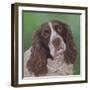 Springer Spaniel Fleck-Karie-Ann Cooper-Framed Giclee Print