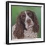 Springer Spaniel Fleck-Karie-Ann Cooper-Framed Giclee Print