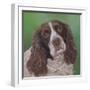 Springer Spaniel Fleck-Karie-Ann Cooper-Framed Giclee Print