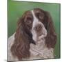 Springer Spaniel Fleck-Karie-Ann Cooper-Mounted Giclee Print