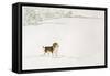 Springer Spaniel in the Snow-Suzi Kennett-Framed Stretched Canvas