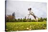 Springer Spaniel jumping to catch treat, United Kingdom, Europe-John Alexander-Stretched Canvas