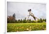 Springer Spaniel jumping to catch treat, United Kingdom, Europe-John Alexander-Framed Photographic Print