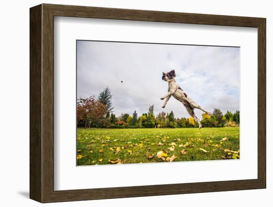 Springer Spaniel jumping to catch treat, United Kingdom, Europe-John Alexander-Framed Photographic Print