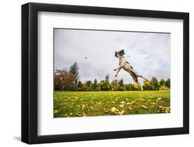 Springer Spaniel jumping to catch treat, United Kingdom, Europe-John Alexander-Framed Photographic Print