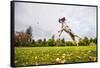 Springer Spaniel jumping to catch treat, United Kingdom, Europe-John Alexander-Framed Stretched Canvas