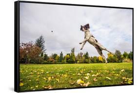 Springer Spaniel jumping to catch treat, United Kingdom, Europe-John Alexander-Framed Stretched Canvas