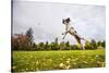 Springer Spaniel jumping to catch treat, United Kingdom, Europe-John Alexander-Stretched Canvas