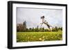 Springer Spaniel jumping to catch treat, United Kingdom, Europe-John Alexander-Framed Photographic Print