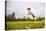 Springer Spaniel jumping to catch treat, United Kingdom, Europe-John Alexander-Stretched Canvas