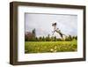 Springer Spaniel jumping to catch treat, United Kingdom, Europe-John Alexander-Framed Premium Photographic Print