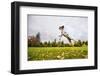 Springer Spaniel jumping to catch treat, United Kingdom, Europe-John Alexander-Framed Premium Photographic Print