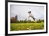 Springer Spaniel jumping to catch treat, United Kingdom, Europe-John Alexander-Framed Photographic Print