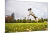 Springer Spaniel jumping to catch treat, United Kingdom, Europe-John Alexander-Mounted Photographic Print